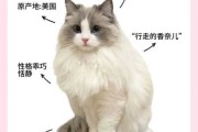 给布偶猫咪取什么名字好听（给布偶猫咪取什么名字好听一点）