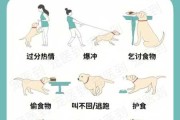 犬不良行为的矫正方法（犬不良行为的矫正方法有哪些）