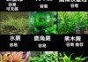 鱼缸水草种植步骤及注意（鱼缸水草种植视频教程）