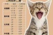 猫咪多大可以成年（猫咪多大成年可以绝育）