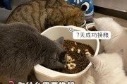 喂猫粮的正确方法：如何保证猫咪健康饮食？