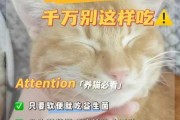 猫咪吃了益生菌的反应（猫咪吃了益生菌的反应大吗）