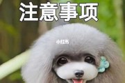 冬季幼犬饲养方法（冬天养幼犬需要注意什么）