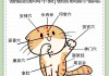 怎么训练猫咪给主人按摩（怎么训练猫咪给主人按摩呢）