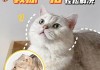 猫咪不信任人怎么办（猫咪不信任我怎么办）