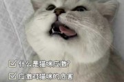 猫咪应激反应不吃不喝怎么办（猫咪应激反应不吃不喝怎么办）