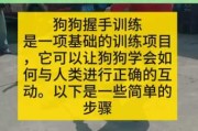 新手怎么训练宠物狗视频（新手怎么训练宠物狗视频教学）