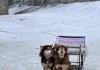 关于阿拉斯加雪橇犬饲养的故事（阿拉斯加雪橇犬的优点和缺点）