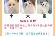 如何挑选纯种布偶猫（如何挑选品相好的布偶猫）