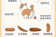 狗狗便便臭怎么办（狗狗便便很臭怎么办）