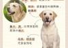 拉布拉多犬的性格优势和劣势（拉布拉多犬性格怎么样适合家养吗）