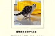 猫咪为什么会乱尿床（猫咪为什么乱尿床上）