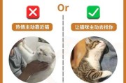 如何跟猫亲近（怎么跟猫咪亲近）