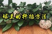 球兰的栽培技术（球兰怎么栽）