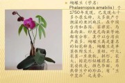 蝴蝶草花语是什么意思（蝴蝶草什么科）