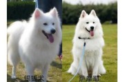 银狐犬与萨摩耶的区别在哪里（银狐犬和萨摩耶哪个好养）