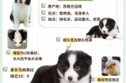 边境牧羊犬饲养注意事项和禁忌（边境牧羊犬养成攻略）