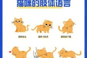 猫奴吖什么意思（猫奴含义）