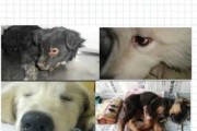 犬瘟热病毒怎么引起的（犬瘟热病毒有什么症状）