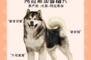 阿拉斯加犬雪橇犬性格（阿拉斯加雪橇犬性格特点）