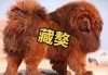 藏獒犬多少钱一只?（藏獒犬多少钱一只幼犬,品相好,过完渡,凶猛,柔和）