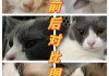 猫咪眼睛总爱发炎（猫咪眼睛总爱发炎是怎么回事）