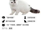 加菲猫夜里三四点叫啥情况（加菲猫半夜突然总是叫）