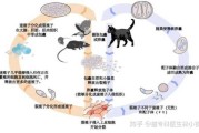 猫弓形虫科普（猫弓形虫的生活史）