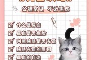 猫咪便血该怎么办（猫咪便血怎么解决）