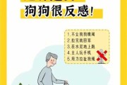 冬天遛狗需要注意什么（冬天遛狗需要穿鞋吗）