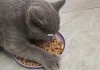 猫咪只吃肉不吃粮怎么办（家猫只吃肉不吃饭怎么办）