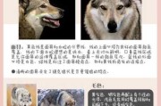 捷克狼犬的性格怎么样?（捷克狼犬性格如何）