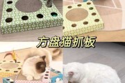 猫玩具买什么比较好（家猫玩具）