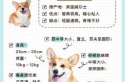 柯基犬日常（柯基犬日常饲养）