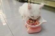 怎么训练猫咪吃东西（怎么训练猫咪吃东西视频）