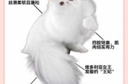 波斯猫比较凶咬人该怎么办（波斯猫记仇吗）