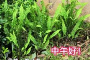 肾蕨是药材吗（肾蕨的功效与作用室里宜放哪些植物）