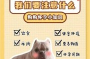 怀孕后的狗狗需要注意什么?（宠物狗孕期注意什么）