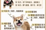 秋田犬和柴犬的外形区别在哪（秋田犬和柴犬的优缺点）