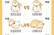 新猫和老猫怎么熟悉（新猫和老猫怎么相处）