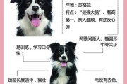 边境牧羊犬秒懂百科（边境牧羊犬种类及图片）