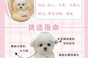 比熊如何驯养（比熊犬驯养方法）