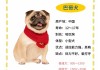 巴哥犬多少钱一只幼犬2022（巴哥犬多少钱 纯种）