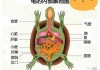 乌龟的体内结构（乌龟的内脏结构图名称）
