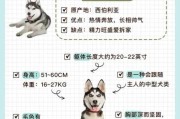 哈士奇犬种标准（哈士奇犬种标准在哪里看出来）