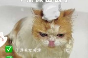 猫猫用人的沐浴露用了一点没事吧（猫用人沐浴露洗澡了一次会怎么样）