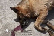 造成狗狗死亡的十大原因（造成狗狗死亡的十大原因是）