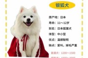 日本银狐犬一只多少元（日本银狐犬是小型犬吗）