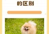 银狐犬寿命大概是多久（银狐犬的寿命是多少年）