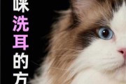 折耳猫耳朵怎么清理（折耳猫耳朵脏东西弄不干净）